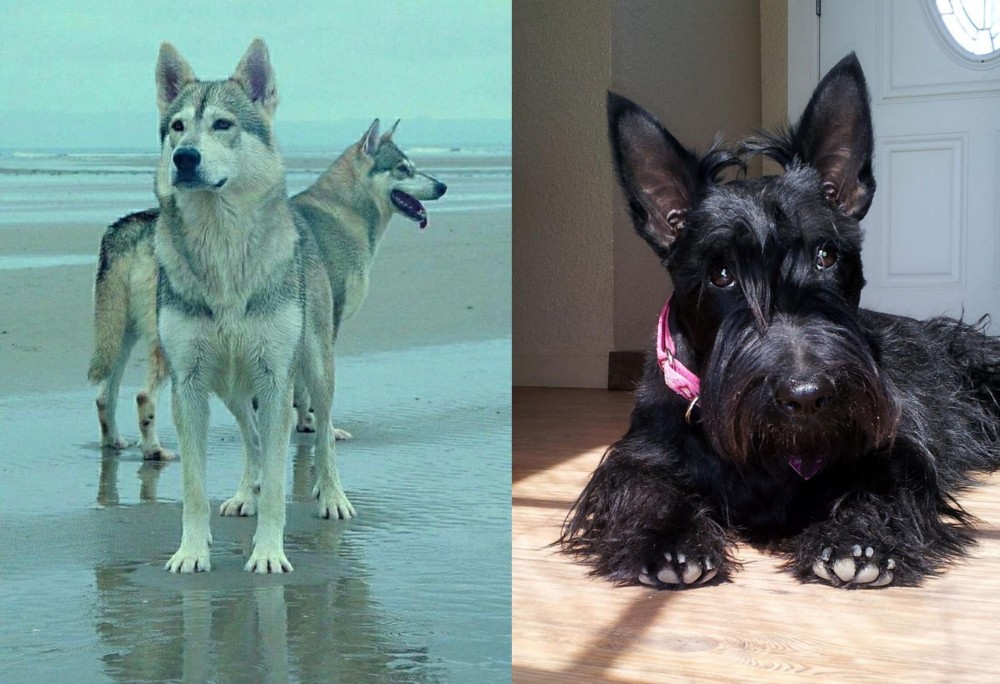 Scottish Terrier vs Northern Inuit Dog - Breed Comparison