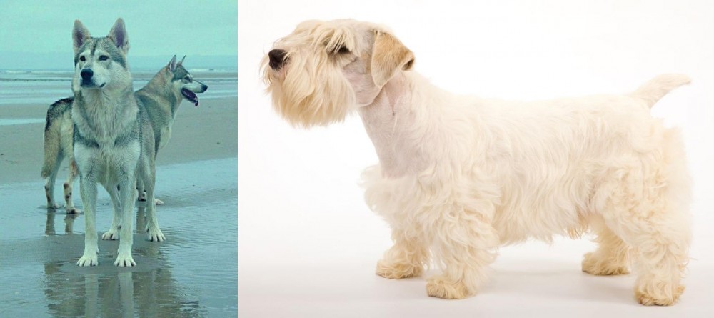 Sealyham Terrier vs Northern Inuit Dog - Breed Comparison