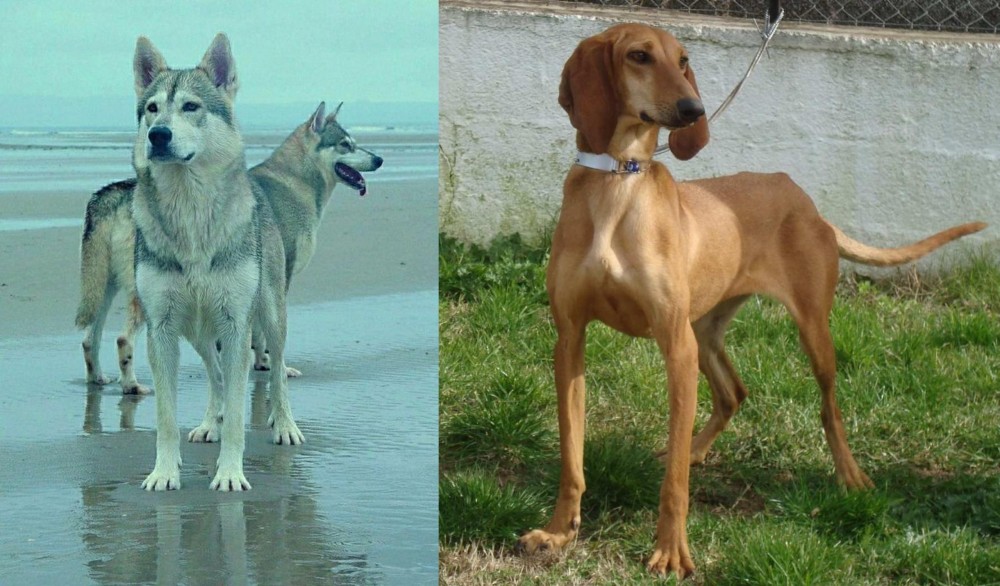 Segugio Italiano vs Northern Inuit Dog - Breed Comparison
