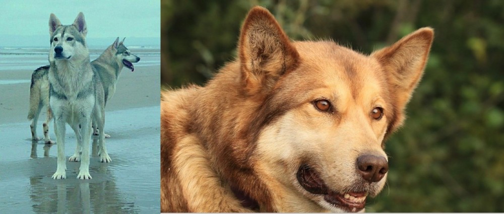 Seppala Siberian Sleddog vs Northern Inuit Dog - Breed Comparison