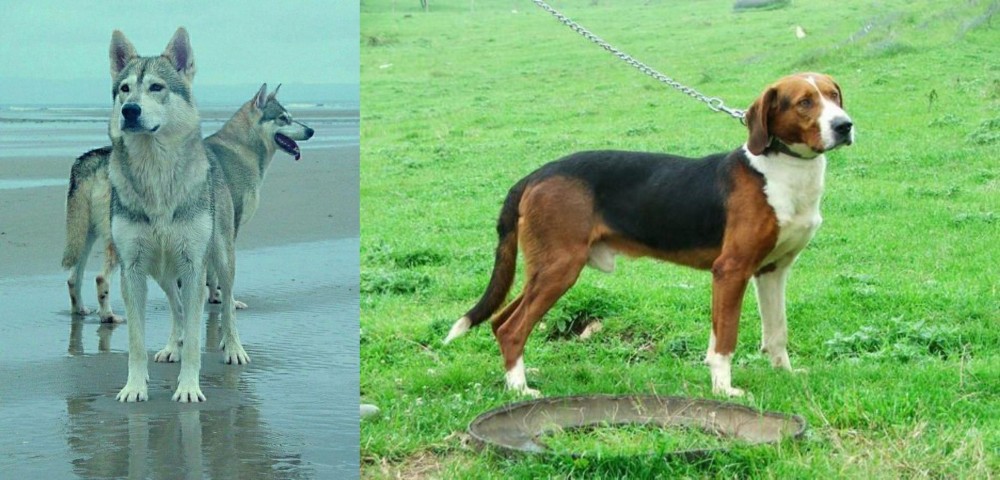Serbian Tricolour Hound vs Northern Inuit Dog - Breed Comparison