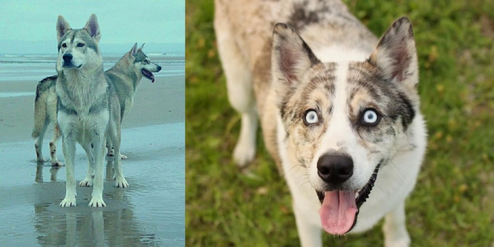 Shepherd Husky vs Northern Inuit Dog - Breed Comparison