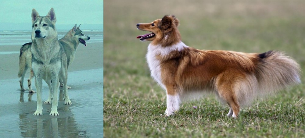 Shetland Sheepdog vs Northern Inuit Dog - Breed Comparison