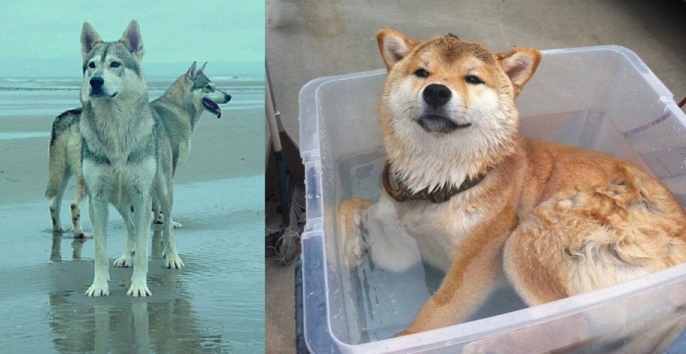 Shiba Inu vs Northern Inuit Dog - Breed Comparison