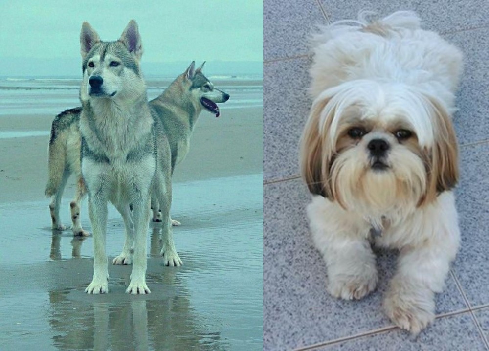 Shih Tzu vs Northern Inuit Dog - Breed Comparison