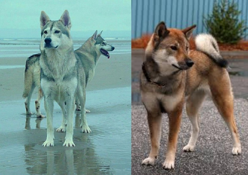 Shikoku vs Northern Inuit Dog - Breed Comparison