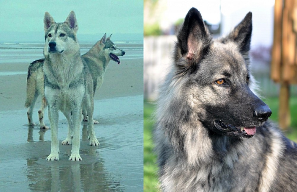 Shiloh Shepherd vs Northern Inuit Dog - Breed Comparison