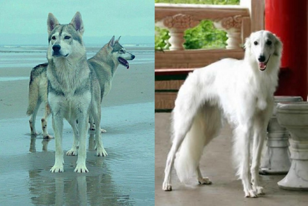 Silken Windhound vs Northern Inuit Dog - Breed Comparison