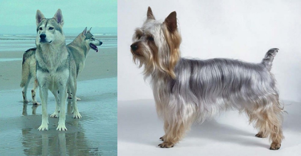 Silky Terrier vs Northern Inuit Dog - Breed Comparison