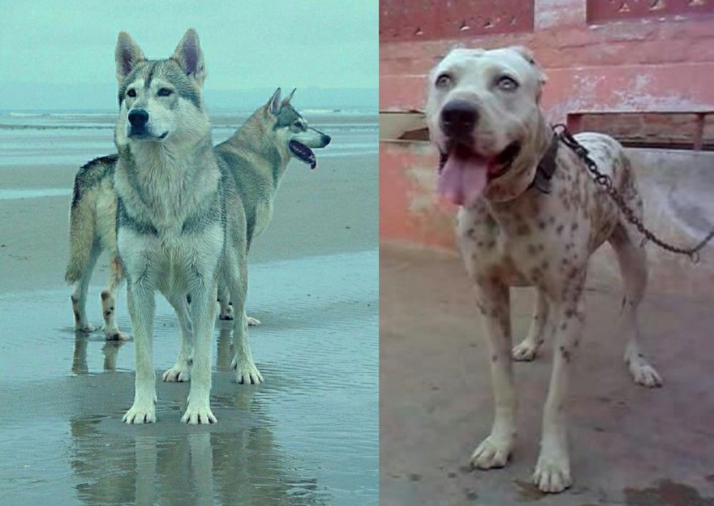 Sindh Mastiff vs Northern Inuit Dog - Breed Comparison