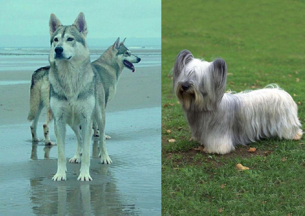 Skye Terrier vs Northern Inuit Dog - Breed Comparison