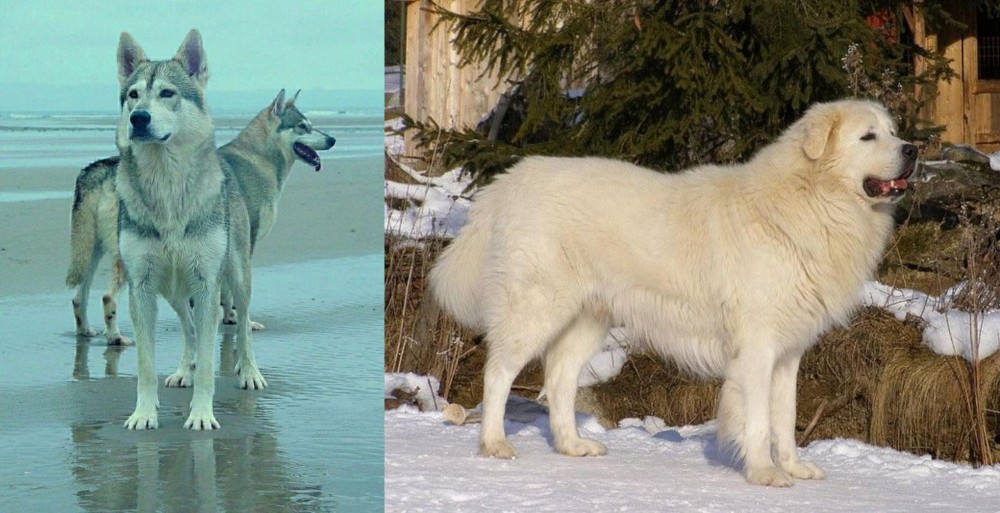 Slovak Cuvac vs Northern Inuit Dog - Breed Comparison