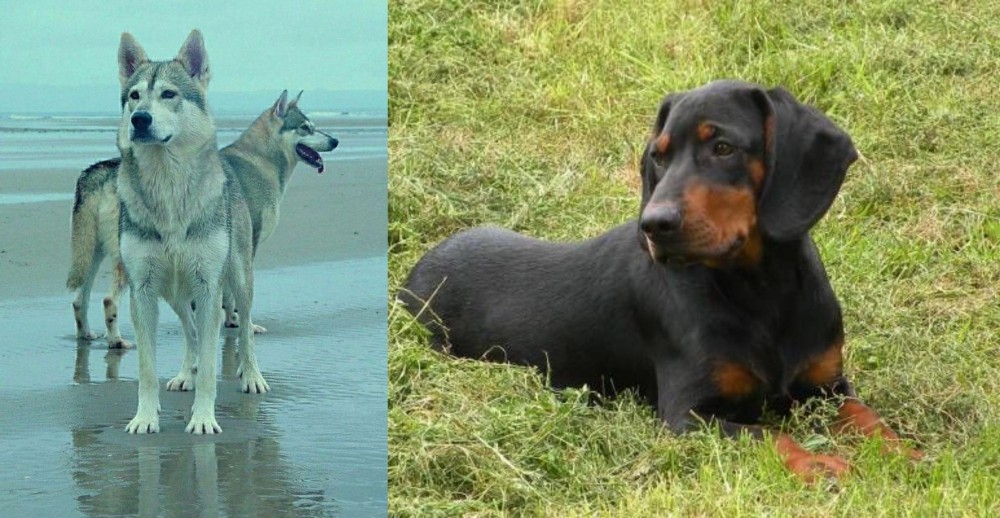 Slovakian Hound vs Northern Inuit Dog - Breed Comparison