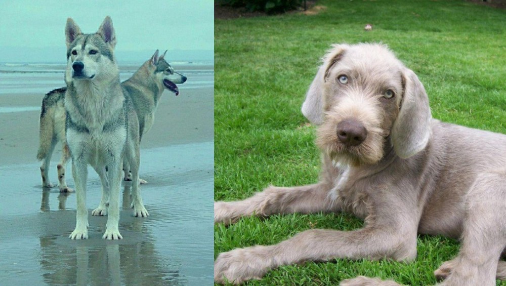 Slovakian Rough Haired Pointer vs Northern Inuit Dog - Breed Comparison
