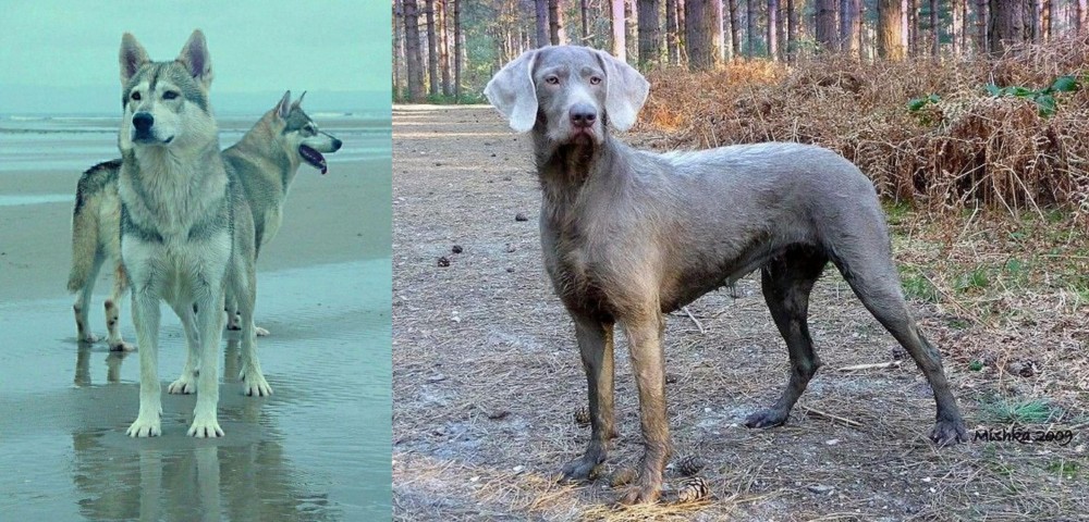 Slovensky Hrubosrsty Stavac vs Northern Inuit Dog - Breed Comparison