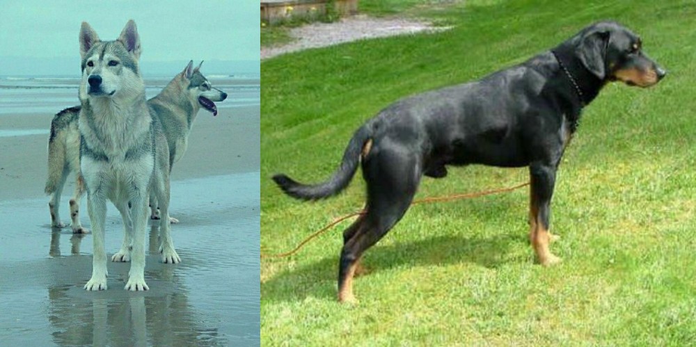 Smalandsstovare vs Northern Inuit Dog - Breed Comparison