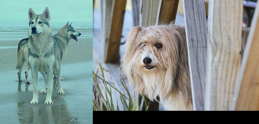 Smithfield vs Northern Inuit Dog - Breed Comparison