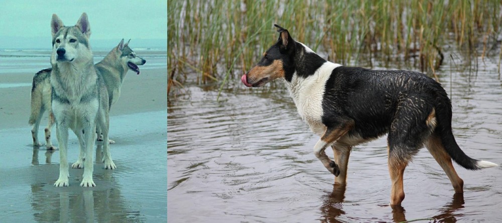 Smooth Collie vs Northern Inuit Dog - Breed Comparison