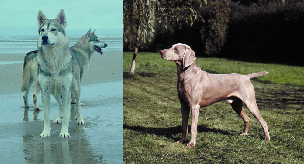 Smooth Haired Weimaraner vs Northern Inuit Dog - Breed Comparison