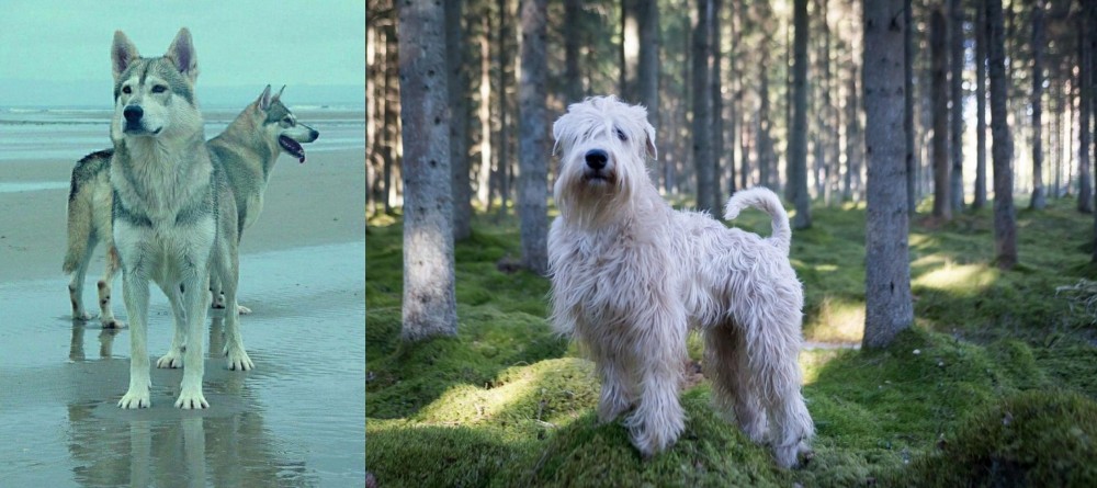 Soft-Coated Wheaten Terrier vs Northern Inuit Dog - Breed Comparison