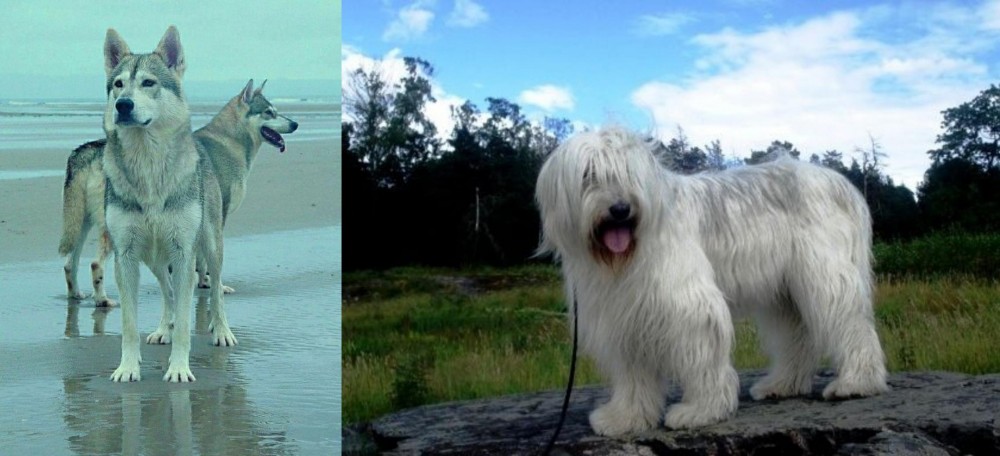 South Russian Ovcharka vs Northern Inuit Dog - Breed Comparison