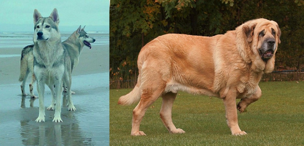 Spanish Mastiff vs Northern Inuit Dog - Breed Comparison