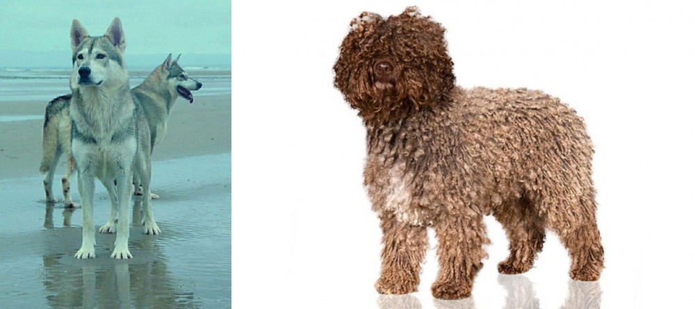 Spanish Water Dog vs Northern Inuit Dog - Breed Comparison