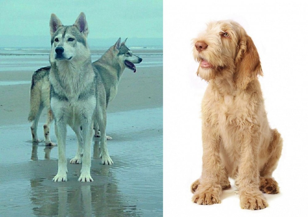 Spinone Italiano vs Northern Inuit Dog - Breed Comparison