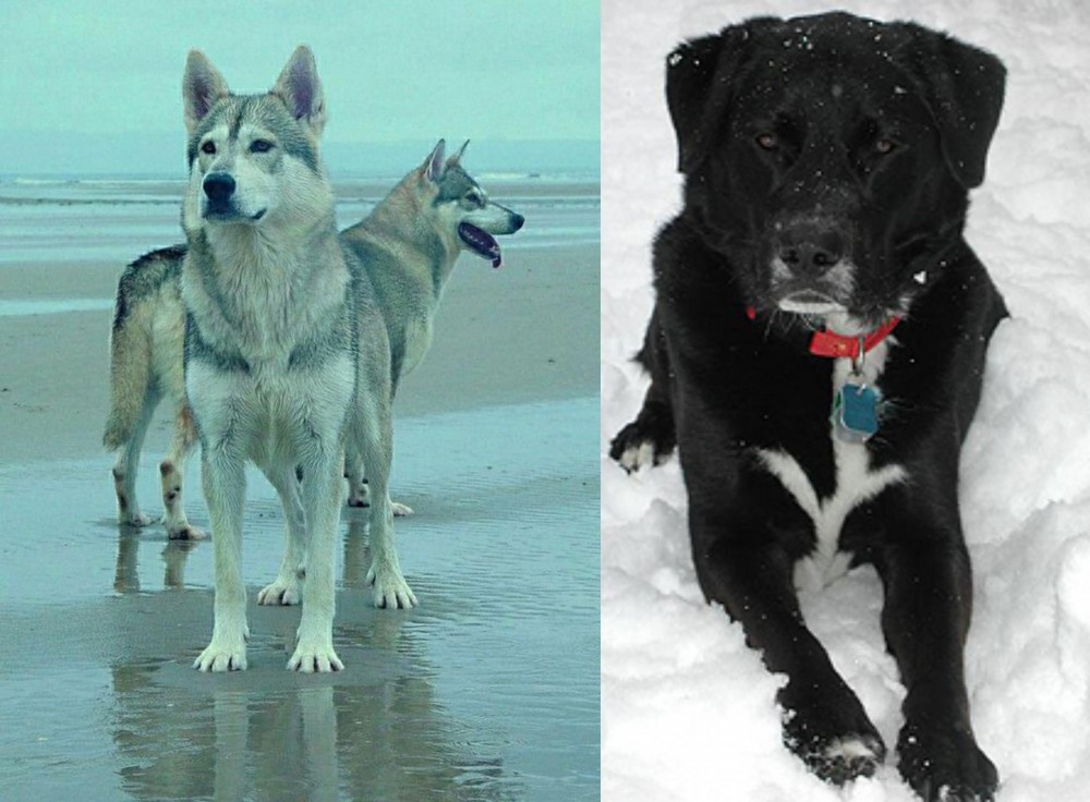 St. John's Water Dog vs Northern Inuit Dog - Breed Comparison