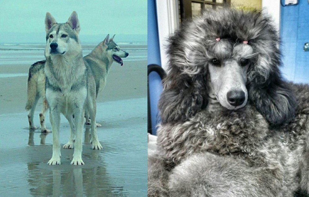 Standard Poodle vs Northern Inuit Dog - Breed Comparison