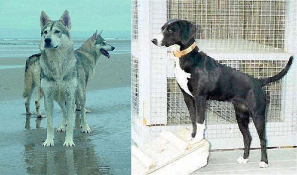 Stephens Stock vs Northern Inuit Dog - Breed Comparison