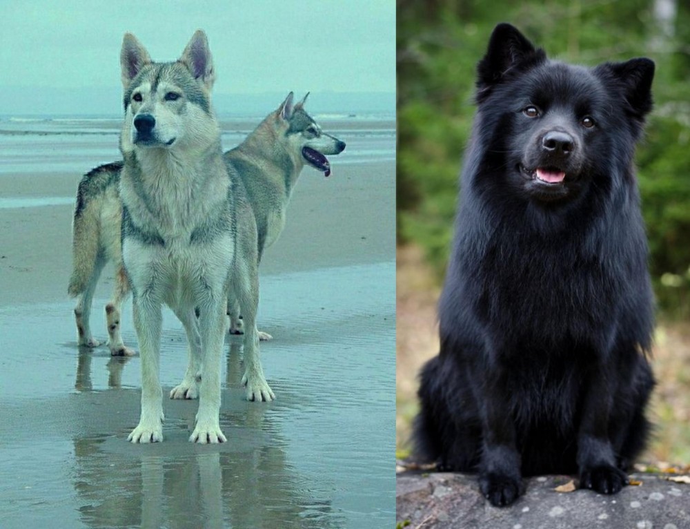 Swedish Lapphund vs Northern Inuit Dog - Breed Comparison