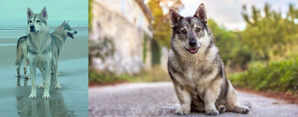 Swedish Vallhund vs Northern Inuit Dog - Breed Comparison