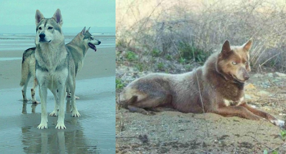 Tahltan Bear Dog vs Northern Inuit Dog - Breed Comparison