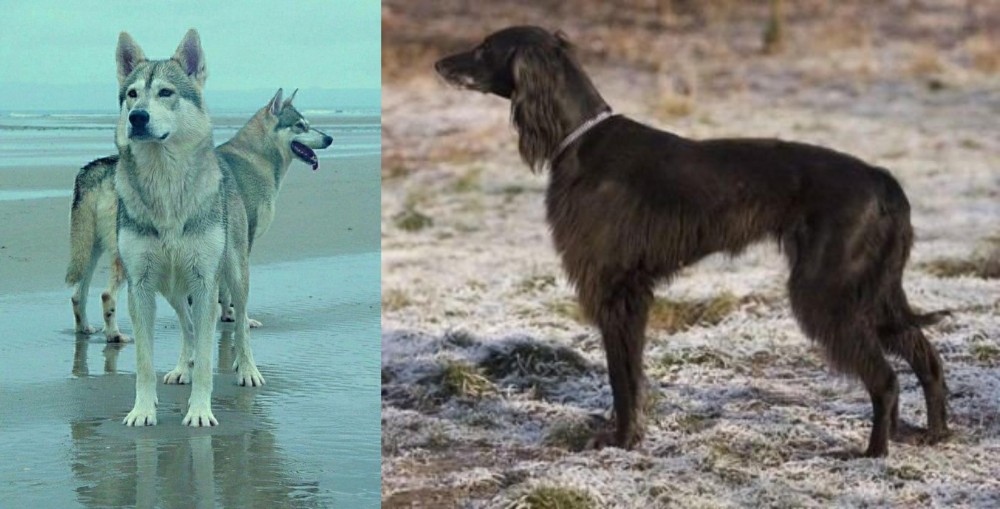 Taigan vs Northern Inuit Dog - Breed Comparison