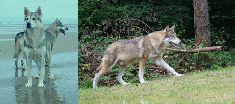 Tamaskan vs Northern Inuit Dog - Breed Comparison