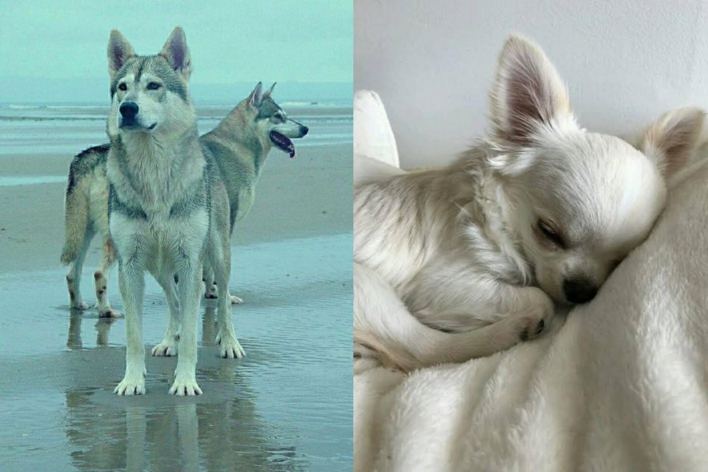 Tea Cup Chihuahua vs Northern Inuit Dog - Breed Comparison