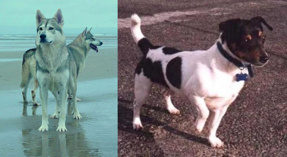 Teddy Roosevelt Terrier vs Northern Inuit Dog - Breed Comparison