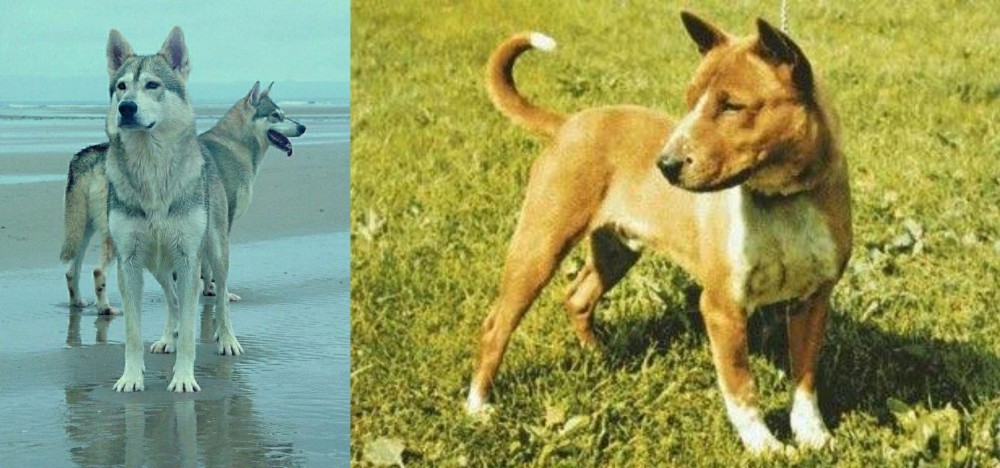 Telomian vs Northern Inuit Dog - Breed Comparison