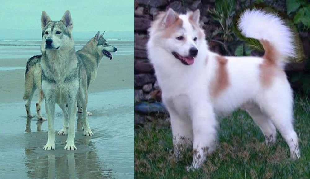 Thai Bangkaew vs Northern Inuit Dog - Breed Comparison
