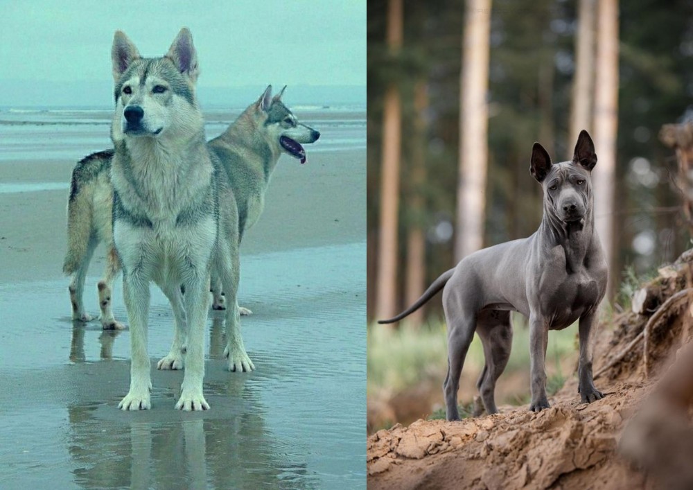 Thai Ridgeback vs Northern Inuit Dog - Breed Comparison