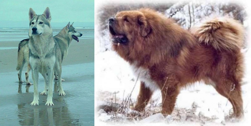 Tibetan Kyi Apso vs Northern Inuit Dog - Breed Comparison