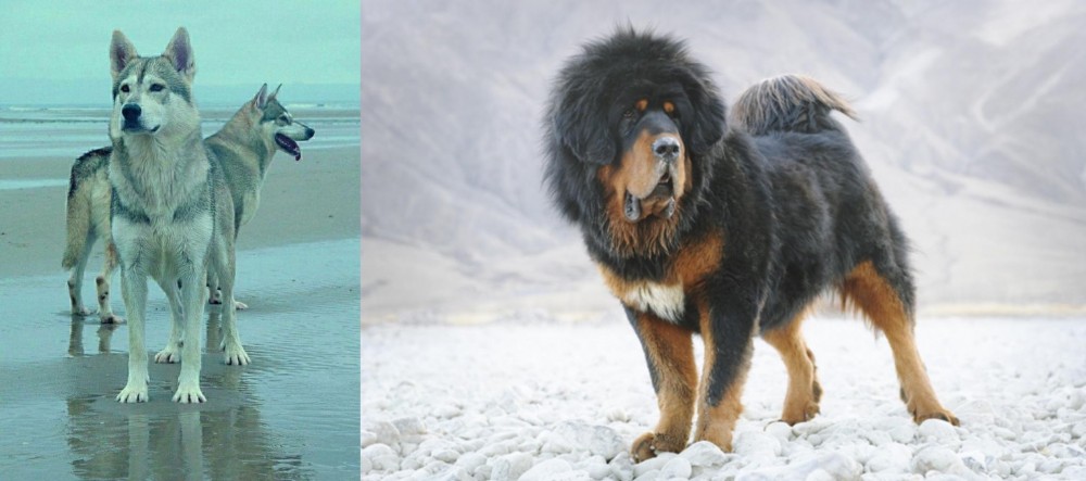 Tibetan Mastiff vs Northern Inuit Dog - Breed Comparison