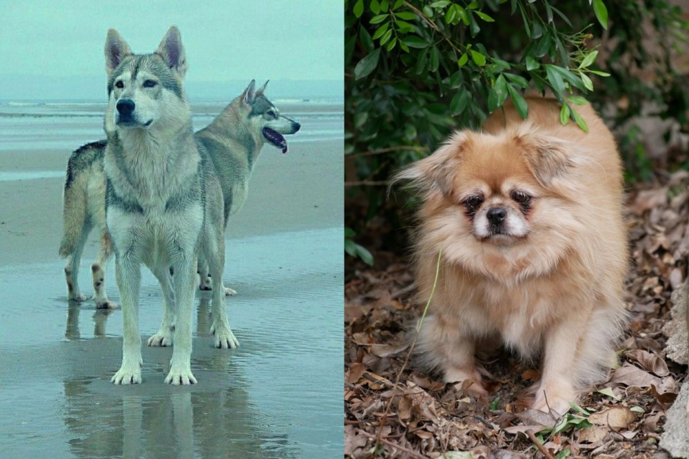 Tibetan Spaniel vs Northern Inuit Dog - Breed Comparison