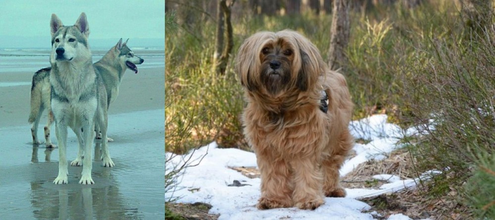 Tibetan Terrier vs Northern Inuit Dog - Breed Comparison