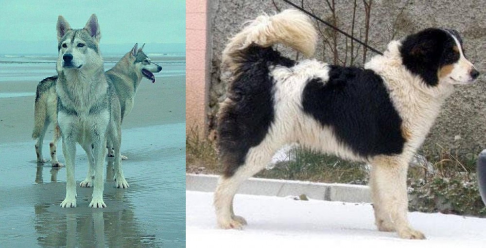 Tornjak vs Northern Inuit Dog - Breed Comparison