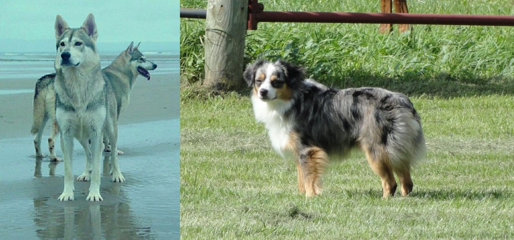 Toy Australian Shepherd vs Northern Inuit Dog - Breed Comparison