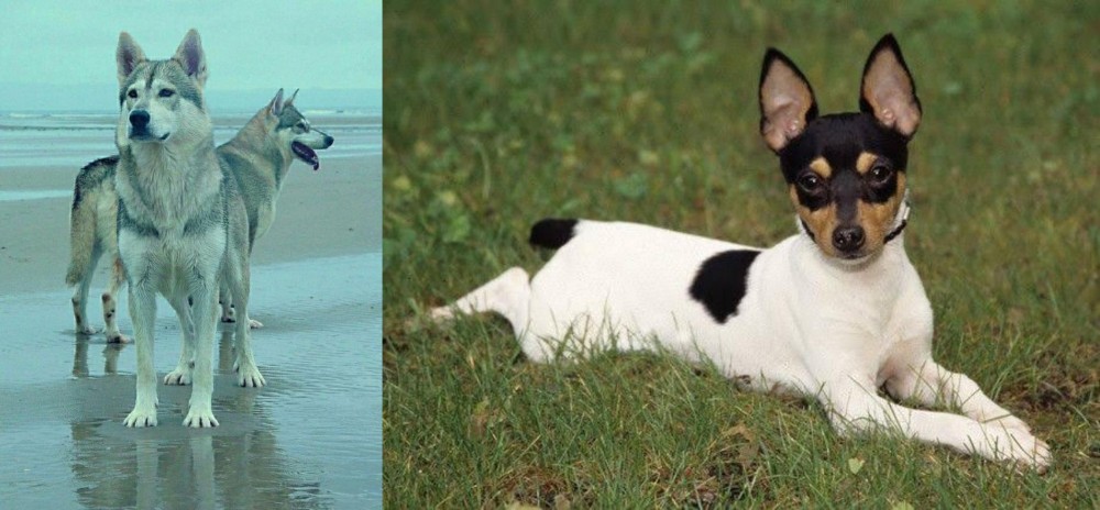 Toy Fox Terrier vs Northern Inuit Dog - Breed Comparison