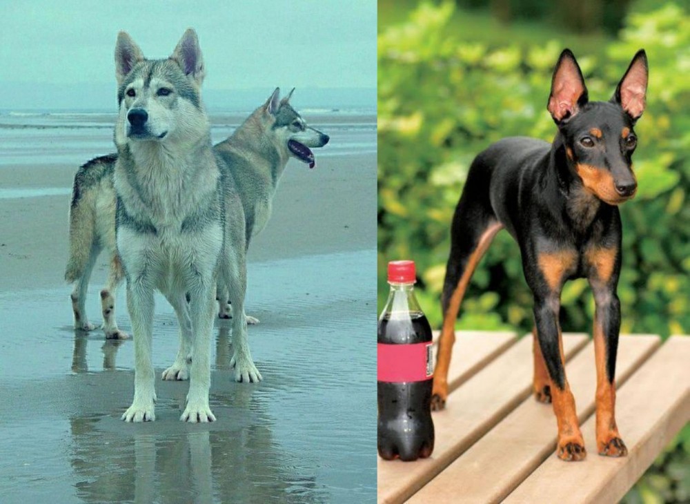Toy Manchester Terrier vs Northern Inuit Dog - Breed Comparison
