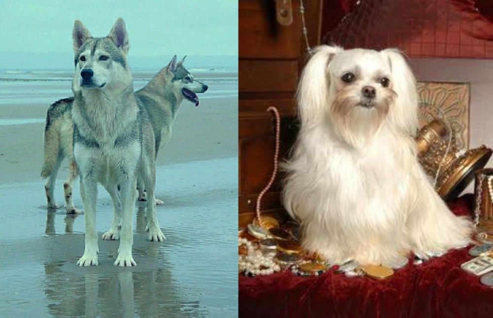Toy Mi-Ki vs Northern Inuit Dog - Breed Comparison